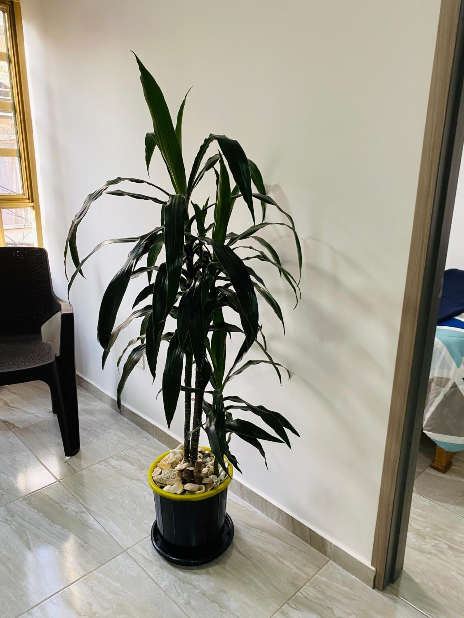 Cerca Al Aeropuerto Apartment Bogota