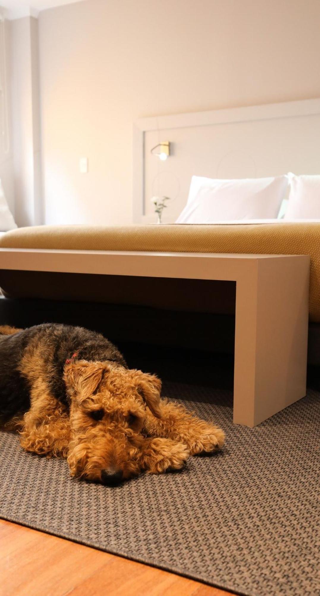 Stylish Retreat In Zona G Comfort Awaits 204 Apartamento *