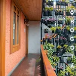 Masaya Bogotá