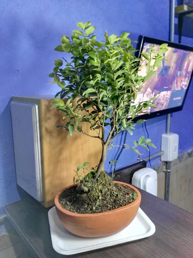 Pensión Mola 2*