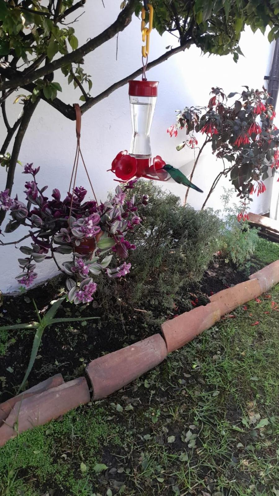 Tipo Homestay *